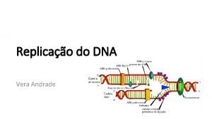 Replicao do DNA Vera Andrade DNA Macromolculas polinucleotdica