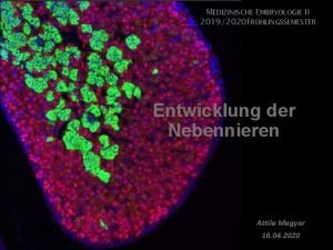 MEDIZINISCHE EMBRYOLOGIE II 20192020 FRHLINGSSEMESTER Entwicklung der Nebennieren