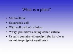 Plants are multicellular eukaryotes