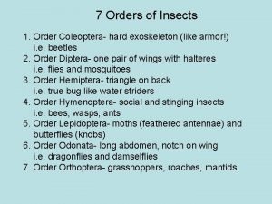 7 Orders of Insects 1 Order Coleoptera hard