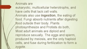 All animals are multicellular heterotrophic eukaryotes