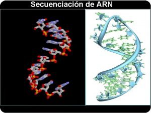 Secuenciacin de ARN Secuenciacin de ARN Directamente a