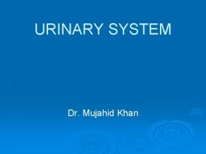 URINARY SYSTEM Dr Mujahid Khan Urinary System It