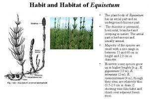 Habit of equisetum