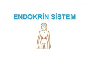 ENDOKRN SSTEM Endokrin sistemin grevleri Byme ve gelimenin