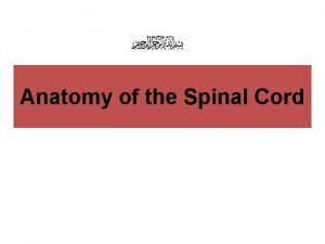 Components of reflex arc