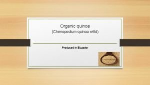 Organic quinoa Chenopodium quinoa willd Produced in Ecuador