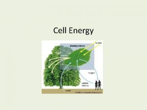 Why do cells need energy
