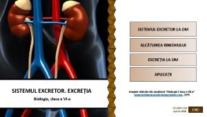 SISTEMUL EXCRETOR LA OM ALCTUIREA RINICHIULUI EXCREIA LA