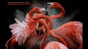 Bird Photographer of the Year 2018 Pedro Jarque