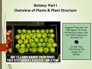Botany Part I Overview of Plants Plant Structure