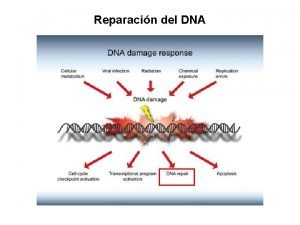 Reparacin del DNA Dao al DNA puede ocasionar