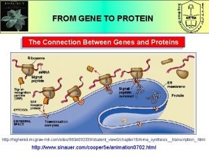 FROM GENE TO PROTEIN The Connection Between Genes