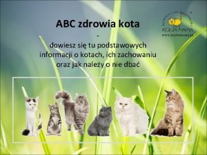 ABC zdrowia kota dowiesz si tu podstawowych informacji