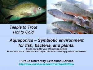 Milkfish and tilapia symbiotic relationship