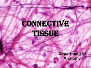Regular connective tissue