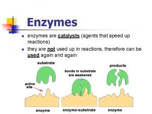 Enzymes n n enzymes are catalysts agents that