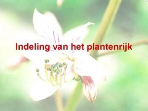 Indeling plantenrijk Indeling plantenrijk