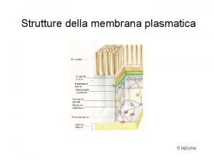 Strutture della membrana plasmatica 6 lezione Le giunzioni