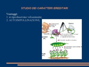 STUDIO DEI CARATTERI EREDITARI Vantaggi 1 si riproducevano