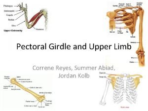 Pectoral Girdle and Upper Limb Correne Reyes Summer