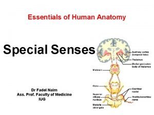 Essentials of Human Anatomy Special Senses Dr Fadel