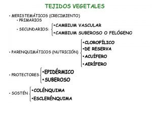 TEJIDOS VEGETALES MERISTEMTICOS CRECIMIENTO PRIMARIOS SECUNDARIOS PARENQUIMTICOS NUTRICIN