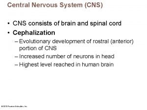 Central Nervous System CNS CNS consists of brain