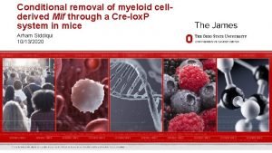 Conditional removal of myeloid cellderived Mif through a