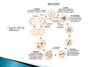 Las 4 fases de la mitosis