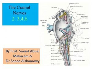 Trochlear nerve function