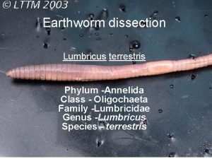 Earthworm dissection Lumbricus terrestris Phylum Annelida Class Oligochaeta