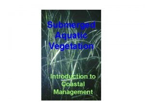 Submerged Aquatic Vegetation Introduction to Coastal Management Submerged