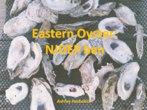 Eastern Oyster NJDEP ban Ashley Herbolich Crassostrea virginica