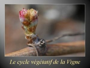 Le cycle vgtatif de la Vigne Introduction Le