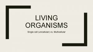 Organism cells