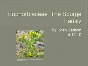 Euphorbiaceae The Spurge Family By Josh Carlson 4