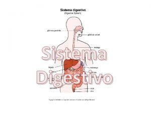 Sistema Digestivo Componentes del sistema digestivo Formado por