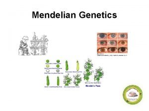 Mendelian Genetics Objectives SWBAT explain the key terminology