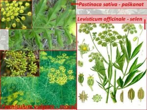 Pastinaca sativa pakanat Levisticum officinale selen Foeniculum vulgare