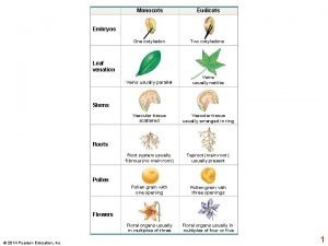 Primary growth and secondary growth in plants