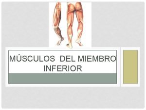 Compartimentos del muslo Compartimentos del muslo
