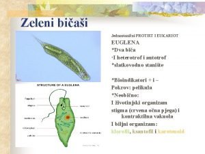 Zeleni biai Jednostanini PROTIST I EUKARIOT EUGLENA Dva