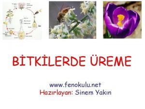 Fenokulu net