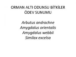 ORMAN ALTI ODUNSU BTKLER DEV SUNUMU Arbutus andrachne