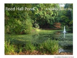 Reed Hall Pond A bioblitz pond dip The