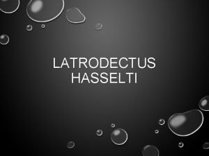 LATRODECTUS HASSELTI CLASS ARACHNIDA SCIENTIFIC NAME LATRODECTUS HASSELTI