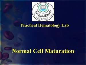 Practical Hematology Lab Normal Cell Maturation Blood Cells