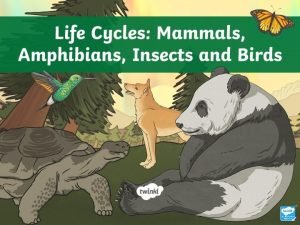 Mammal metamorphosis