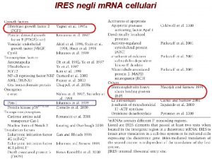 IRES negli m RNA cellulari Strutture secondarie delle